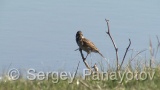 Video of Reed Bunting